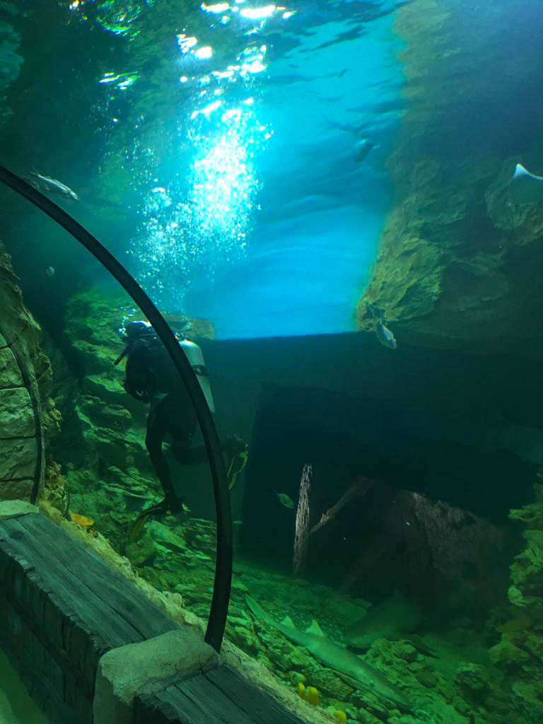 Форма секций тоннеля главного аквариума позволяет насладиться необыкновенно широким обзором. 
